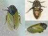 Tettigometra laeta